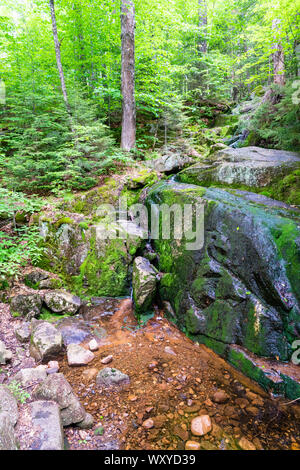 Forêt dans la station Mont-Tremblant, l'été Banque D'Images