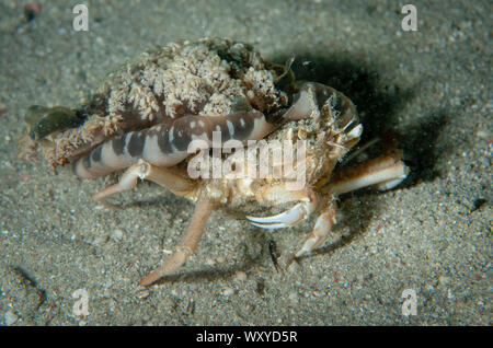 Les méduses s'acquitter du crabe, Ethusa sp, transportant l'envers les méduses, Andromède Cassiopée, Gili Lawa Darat Bay dive site, au nord de l'île de Komodo Komodo, N Banque D'Images