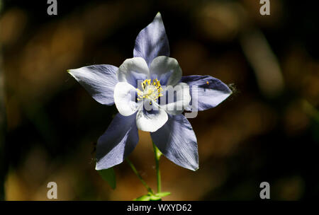 Un wildflower Columbine se démarque dans la lumière du soleil en été dans le Colorado. Banque D'Images