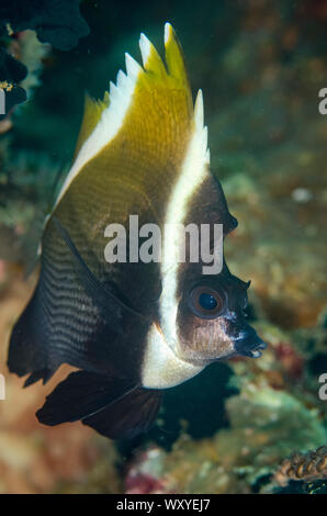 C. Bannerfish, Heniochus varius, Sebayor Point dive site, entre les îles de Komodo et Flores, le Parc National de Komodo, en Indonésie, de l'Océan Indien Banque D'Images