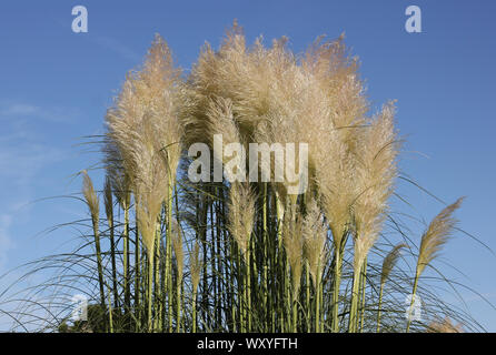 L'herbe de la pampa sur fond de ciel bleu. Banque D'Images