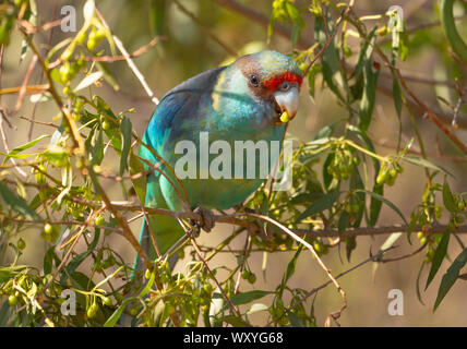 Le fuligule à collier, Parrot Barnardius zonarius, perché dans un arbre se nourrit de petits fruits à Warren, l'ouest de la Nouvelle-Galles du Sud, Australie Banque D'Images