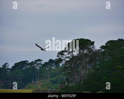 Vol de mouette en duo au ras de l'eau ,mouette en plein vol au dessus des arbres ,, mouette volant au dessus d'un marécage Banque D'Images