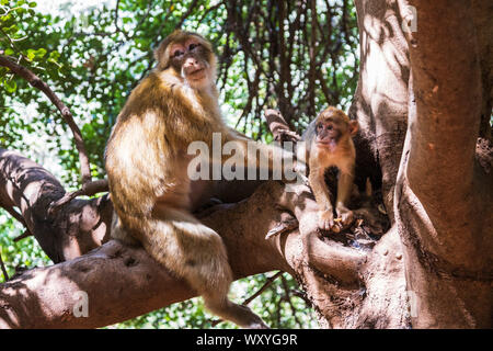 Macaques de Barbarie (Macaca sylvanus), également connu sous le nom de singe magot de Barbarie ou vivant à l'Ouzoud, Tanaghmeilt, Maroc, Afrique du Nord, Maghreb, Afrique Banque D'Images
