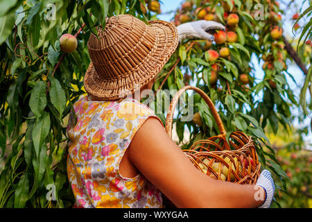 Les pêches de la cueillette. Senior Woman picking peaches organique mûres en été verger. Mettre dans le panier de fruits fermier Banque D'Images