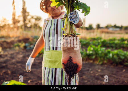 La betterave. Farmer tiré hors de betterave et du sol en le maintenant. La récolte d'automne. La cueillette des légumes. Banque D'Images