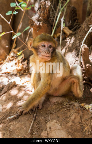 Macaques de Barbarie (Macaca sylvanus), également connu sous le nom de singe magot de Barbarie ou vivant à l'Ouzoud, Tanaghmeilt, Maroc, Afrique du Nord, Maghreb, Afrique Banque D'Images