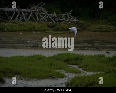 Vol de mouette en duo au ras de l'eau ,mouette en plein vol au dessus des arbres ,, mouette volant au dessus d'un marécage Banque D'Images