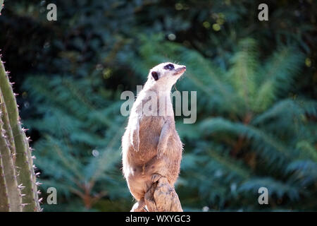 Meerkat - Suricate est à regarder autour sur un point élevé Banque D'Images