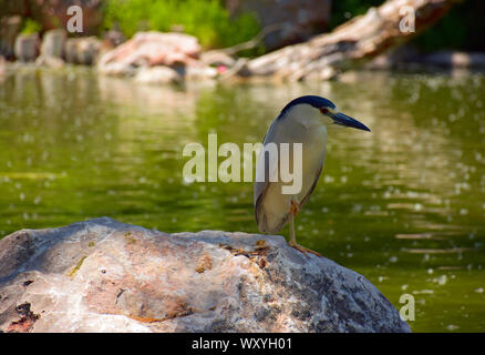 Black-Crowned Night Heron sur la chasse et la pêche dans les jardins japonais au Nouveau Mexique Banque D'Images