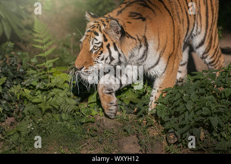 Tigre de Sibérie de chasser une proie Banque D'Images