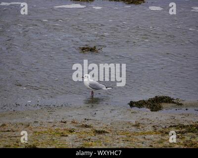 Mouette , plage , marrée basse , algues ,le conquet , Bretagne , France , océan atlantique , oiseau marin , marécage Banque D'Images