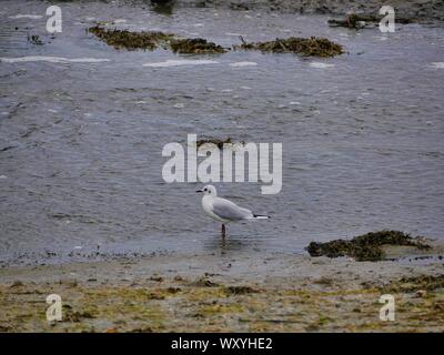 Mouette , plage , marrée basse , algues ,le conquet , Bretagne , France , océan atlantique , oiseau marin , marécage Banque D'Images