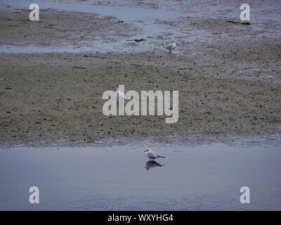 Mouette , plage , marrée basse , algues ,le conquet , Bretagne , France , océan atlantique , oiseau marin , marécage Banque D'Images