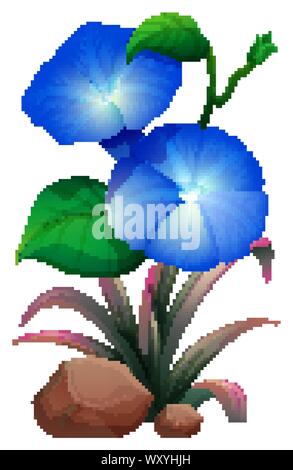 Blue morning glory et rochers sur fond blanc illustration Illustration de Vecteur