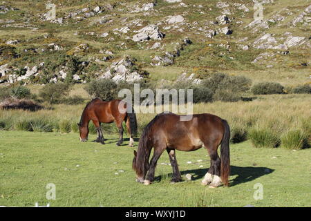 Vue panoramique de chevaux sur terrain de manger de l'herbe verte près du lac et montagnes en Gap of Dunloe Irlande le plus bel endroit sur terre Banque D'Images