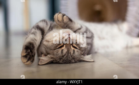 Scottish Straight. Cute cat woman, happy pet. Banque D'Images