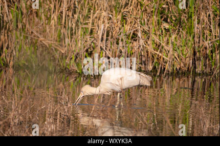 Bec jaune, spatule Platalea flavipes, l'alimentation de la zone humide à Warren, New South Wales, Australie Banque D'Images