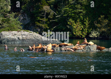 Otaries se prélassent au soleil. Lions au soleil sur les rochers. Banque D'Images