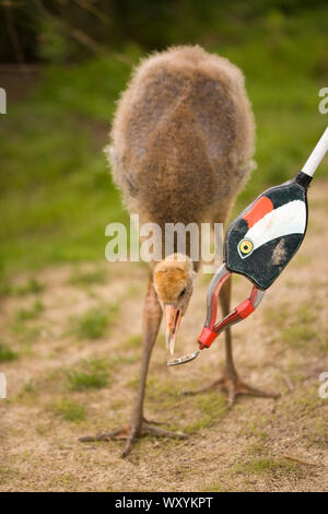 Grue cendrée (Grus grus) Les jeunes ayant appris à se nourrir du spoon, attaché à la tête de la résine moulée d'un adulte sur la fin d'une longue poignée gat litière Banque D'Images