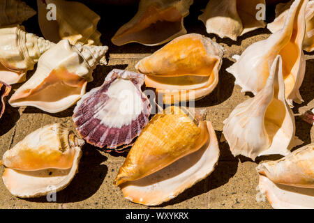 Coquilles de souvenirs sur le Malecon, Puerto Vallarta, Jalisco, Mexique. Banque D'Images