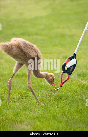 GRUE COMMUNE Grus Grus ayant appris à nourrir à partir de la cuillère fixée à la tête en résine moulée d'un adulte à l'extrémité d'un long bâton à litière. WWT. Banque D'Images