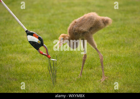 GRUE COMMUNE Grus Grus ayant appris à nourrir à partir de la cuillère fixée à la tête en résine moulée d'un adulte à l'extrémité d'un long bâton à litière. WWT. Banque D'Images