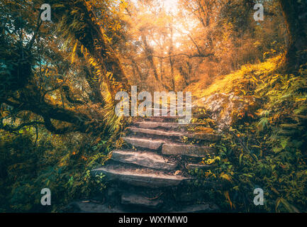 Des marches en pierre dans la vieille forêt dans le brouillard au coucher du soleil en automne Banque D'Images