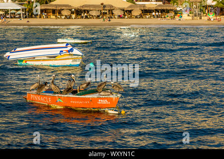 Pélicans sur bateaux de pêche, plage Playa Los Muertos, Puerto Vallarta, Jalisco, Mexique. Banque D'Images