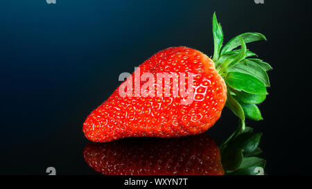 Un rouge fraise de jardin avec des feuilles vertes et de réflexion sur fond noir brillant. Fragaria annanassa. Belle close-up de juteux doux fruit mûr. Banque D'Images
