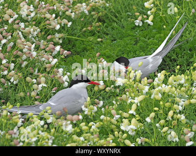 Deux Sternes arctiques (Sterna paradisaea) aka avaler la mer au milieu de nidification Vessie (Silene vulgaris) sur l'île de mai, Firth of Forth, Fife, Scotland, UK Banque D'Images