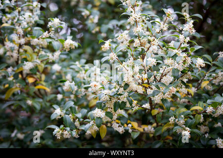 L'Osmanthus Burkwood au printemps, couvert de fleurs parfumées blanc Banque D'Images