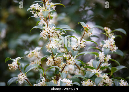 L'Osmanthus Burkwood au printemps, couvert de fleurs parfumées blanc Banque D'Images