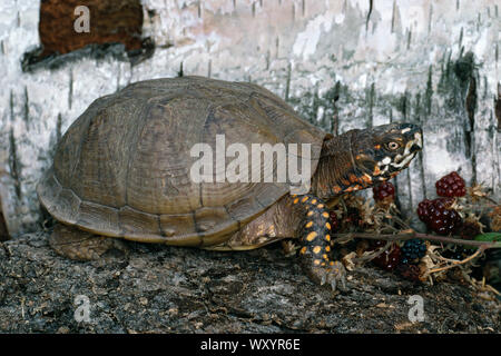 Fort TRIDACTYLE (tortues Terrapene carolina triunguis). Mâle adulte, profil. Un dimorphisme sexuel. Banque D'Images