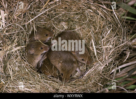 Les jeunes souris en nid. (Micromys minutus). Portée de 8, environ 10 jours.en âge de se disperser. Doublure nid d'herbes mâchées. Banque D'Images