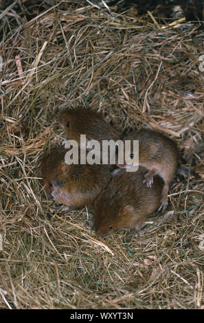 Les jeunes souris en nid. (Micromys minutus). La litière de huit avec quatre autres, environ 10 jours.d'un âge à se disperser du nid. Banque D'Images