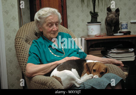 Animaux de compagnie et Beagle 'citoyens' propriétaire. Assis confortablement sur les genoux de la femme assise propriétaire dans sa salle de séjour. Banque D'Images