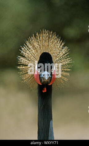 L'Afrique de l'Ouest grue couronnée Balearica pavonina pavonina visage détails. Également appelée grue couronnée noire. Sénégal, Afrique de l'ouest. Banque D'Images