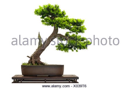 En tant que juif japonais bonsai