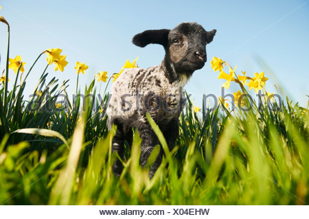 Agneau marche dans champ de fleurs