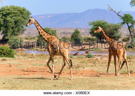 Giraffe réticulée ou Somali girafes (Giraffa camelopardalis reticulata) courir le long de la rivière, la réserve nationale de Samburu, Kenya