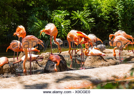 Volée de flamants roses dans un zoo, le Zoo de Barcelone, Barcelone, Catalogne, Espagne