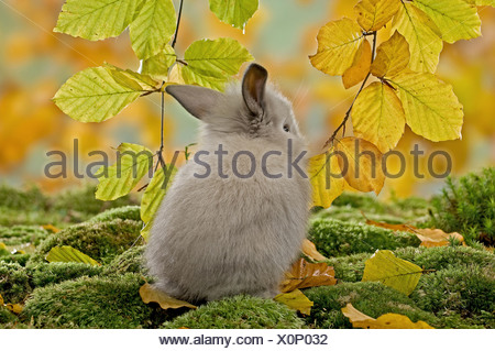 Jeune lapin nain sur mousse