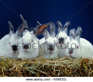 2 LB. Les lapins de la californie