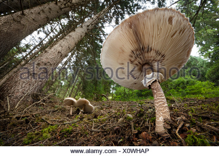 Parasol de champignons dans une forêt de pins, Tirol, Alpes autrichiennes.