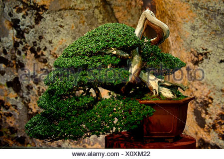 If japonais bonsai
