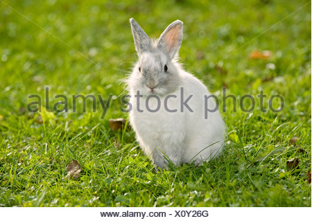 Jeune lapin nain à tête de lion meadow