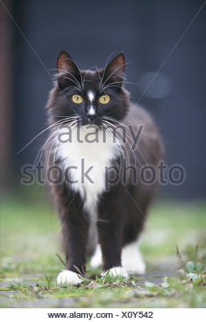 Chat Norvegien Noir Et Blanc De Mammiferes D Un Mammifere Feliidae Animaux Animal Chats Chat Chat Chat De Race Noble Norsk Skaukatt Chat Norvegien Le Socle A L Exterieur Photo Stock Alamy