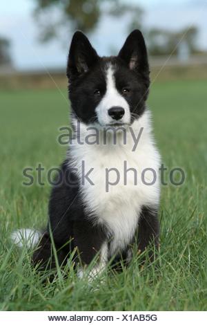 Chien D Ours De Carelie Photo Stock Alamy