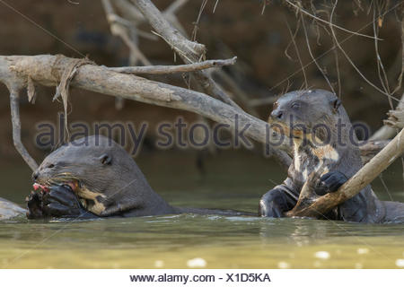 La loutre géante se nourrissant dans un milieu humide dans la région du Pantanal brésilien.